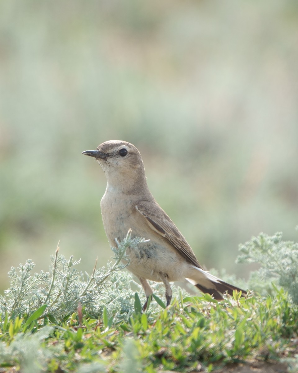 Northern Wheatear - WILD 07