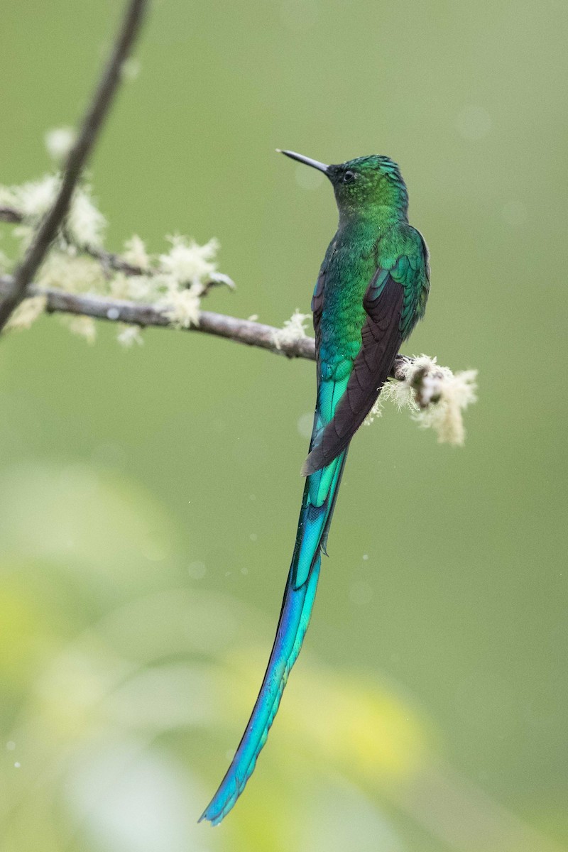 Long-tailed Sylph - ML578237211