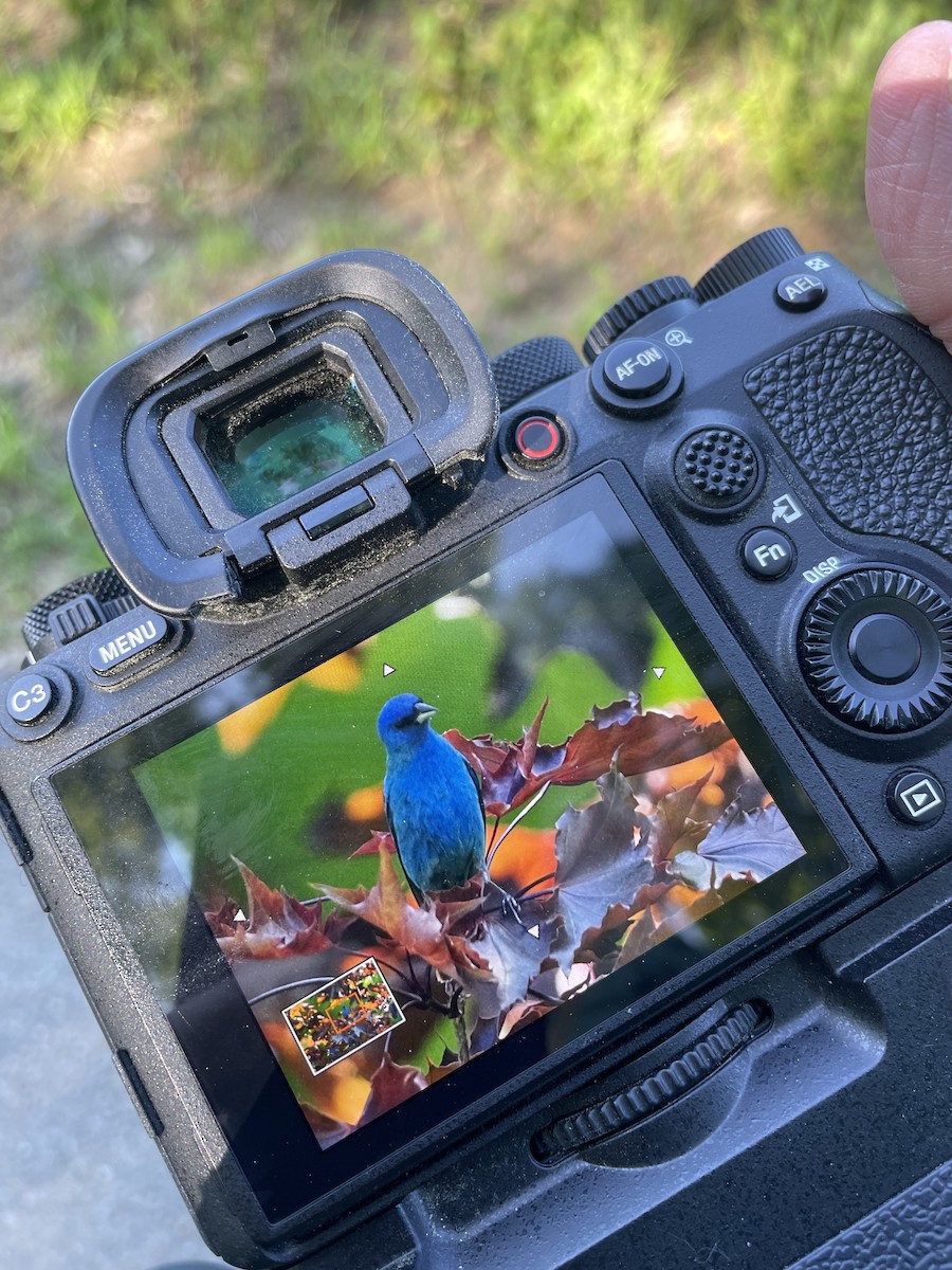 Indigo Bunting - ML578237401
