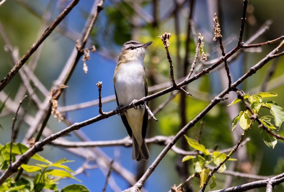 Red-eyed Vireo - John Peckham