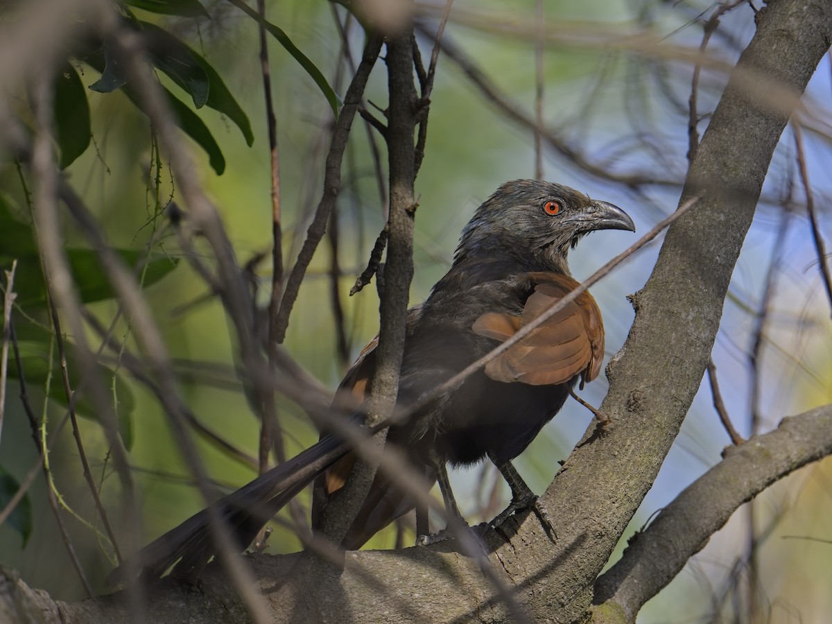 Greater Coucal - ML578239061