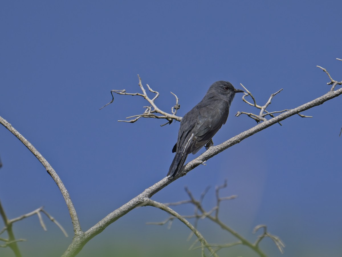 Gray-bellied Cuckoo - ML578239121