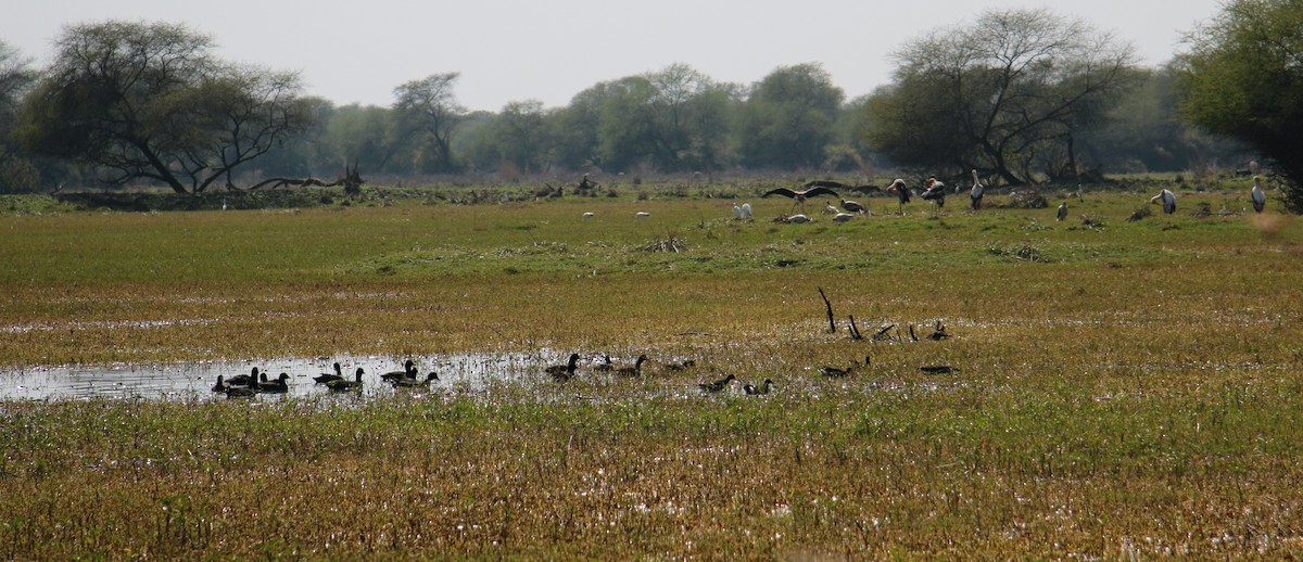 Painted Stork - ML578239141