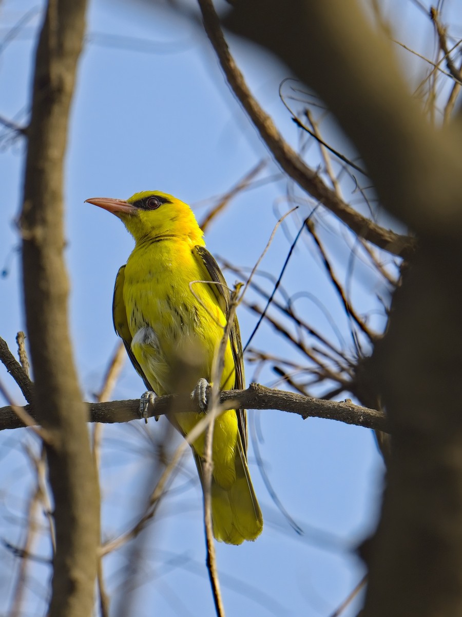 Indian Golden Oriole - ML578239201