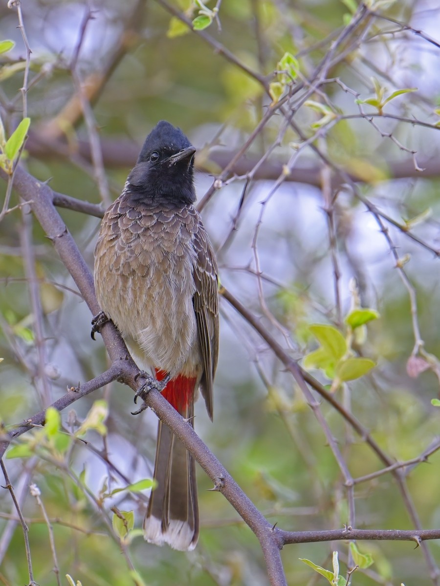 Red-vented Bulbul - ML578239321