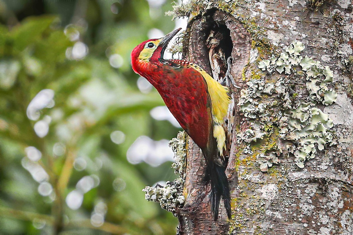 Crimson-mantled Woodpecker (Crimson-mantled) - ML578240991