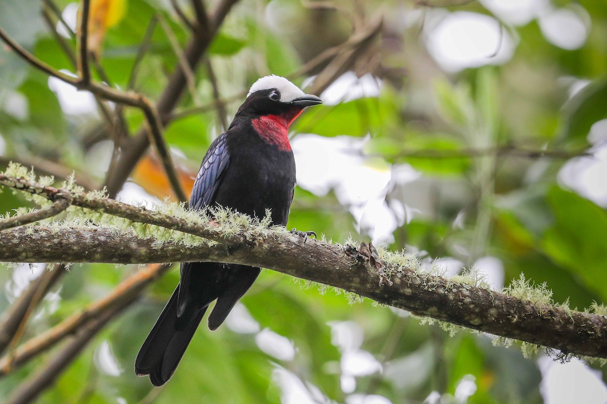 White-capped Tanager - ML578241281