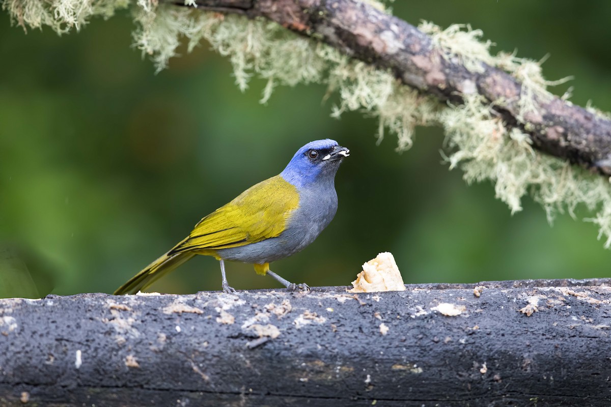 Blue-capped Tanager - ML578241651