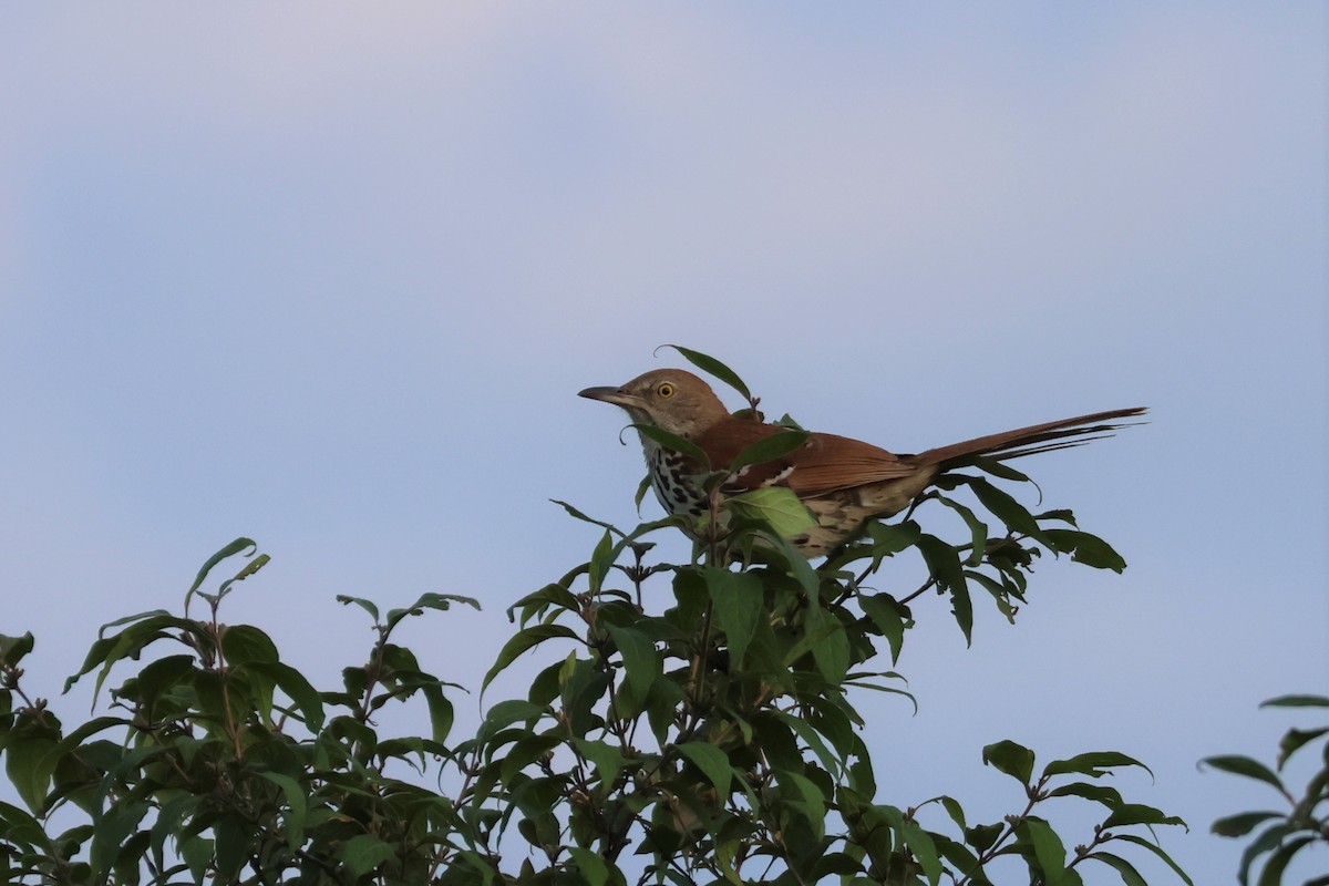 Brown Thrasher - ML578241721