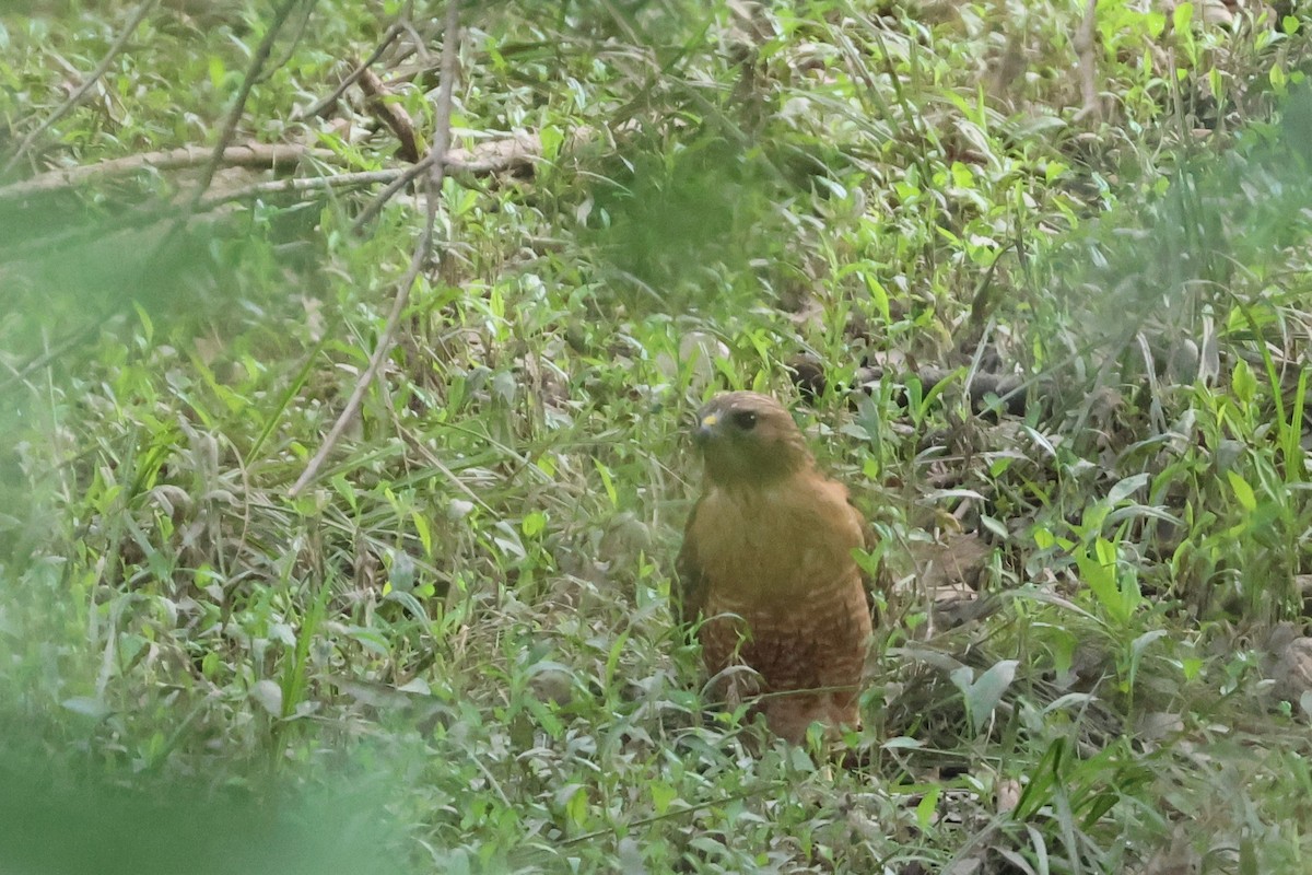 Red-shouldered Hawk - ML578241821