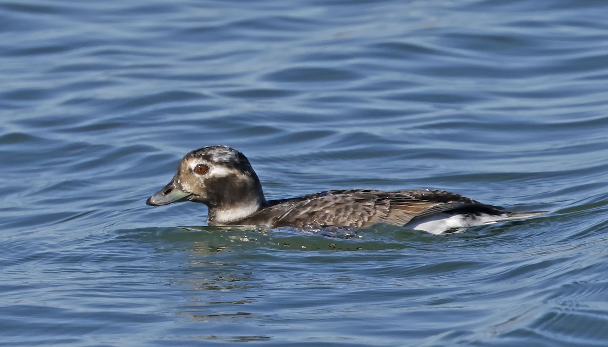Long-tailed Duck - ML578242651