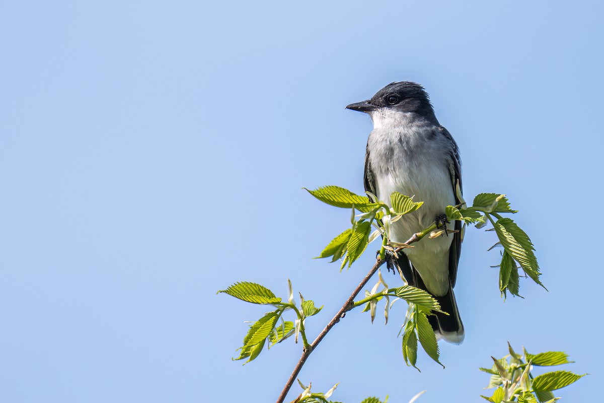 Eastern Kingbird - ML578243031