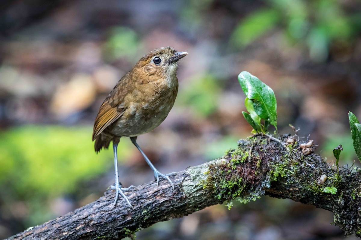 Brown-banded Antpitta - ML578243311