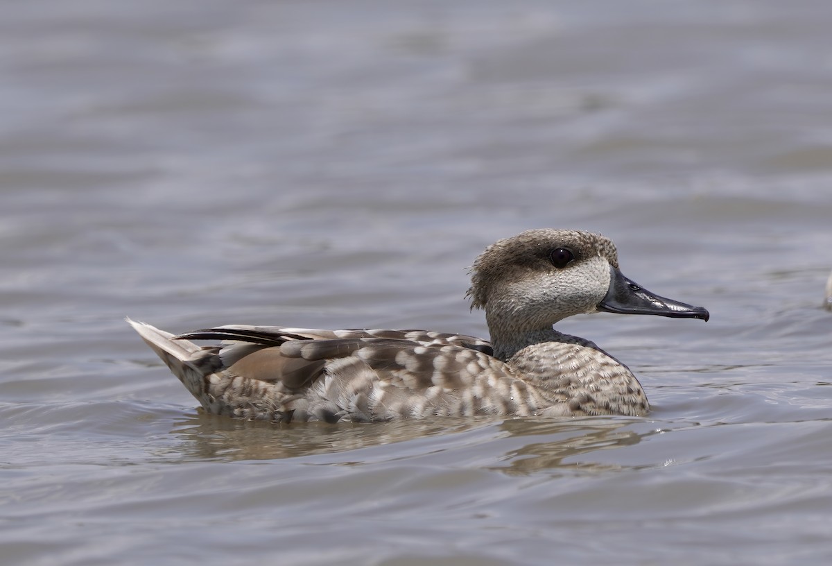 Marbled Duck - ML578243641