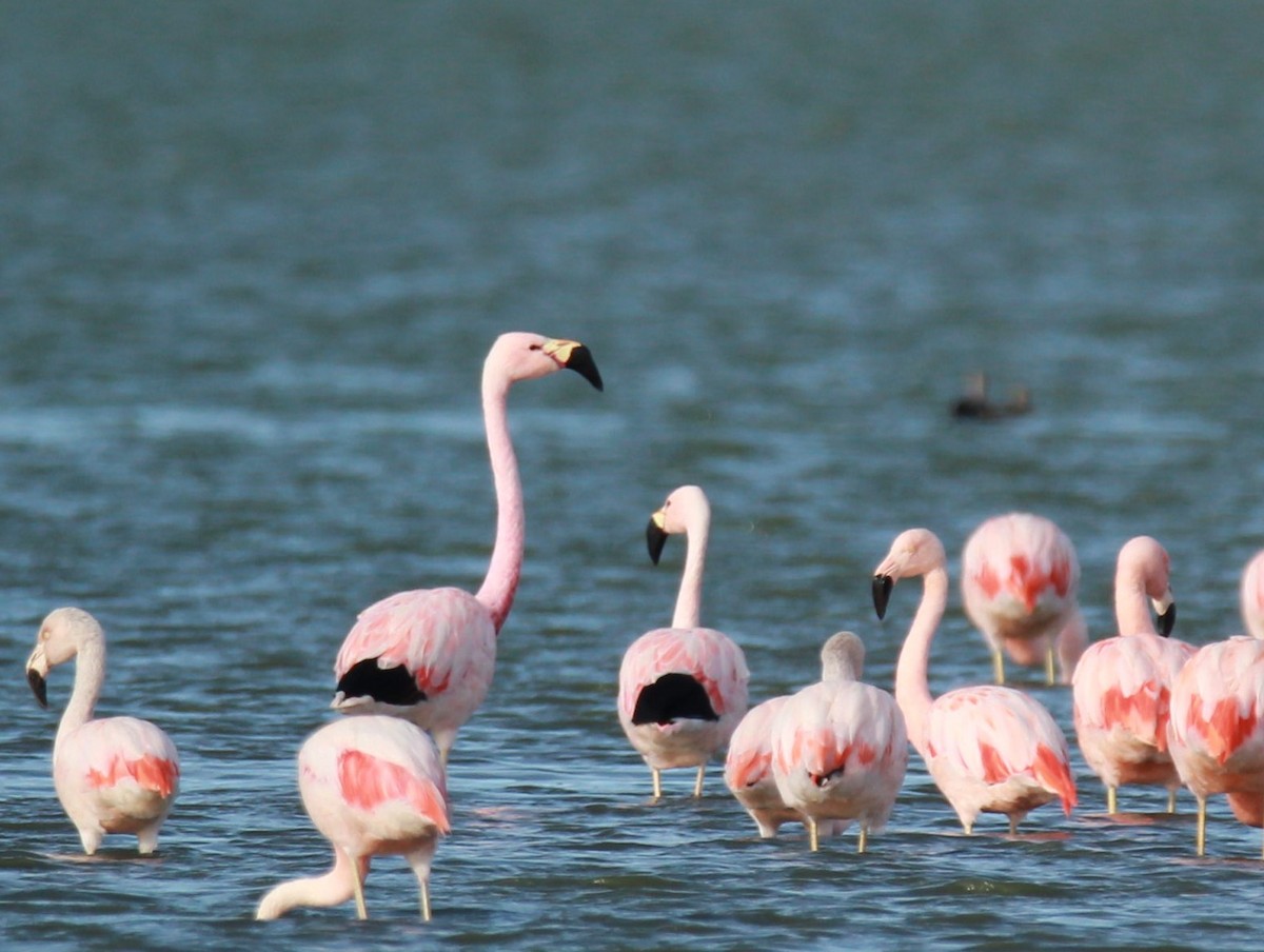 Andean Flamingo - ML578243761