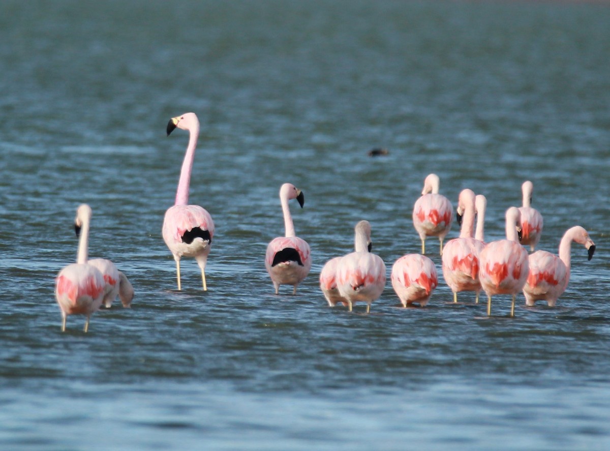 Andean Flamingo - ML578243771