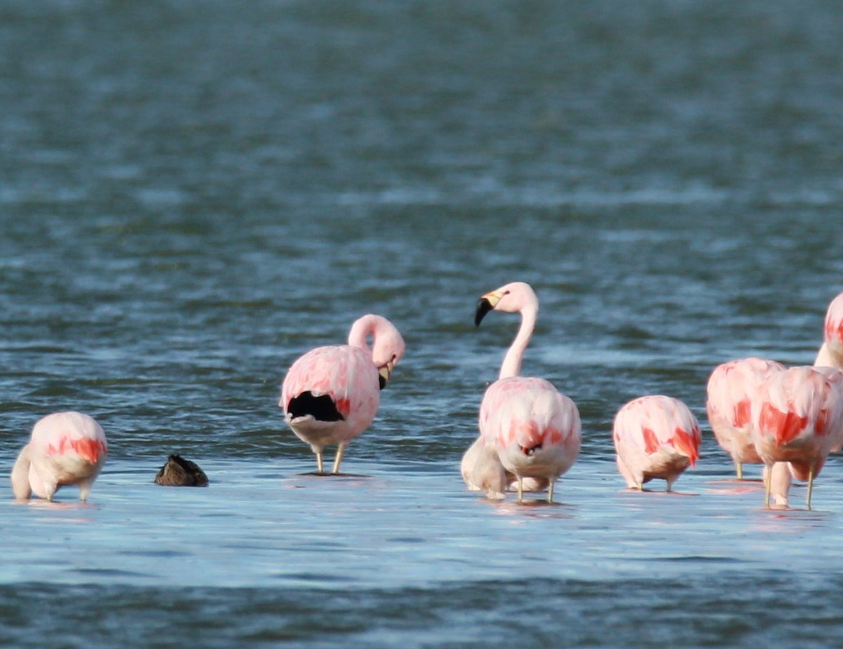 Andean Flamingo - Elisa Pieroni Javier Torres