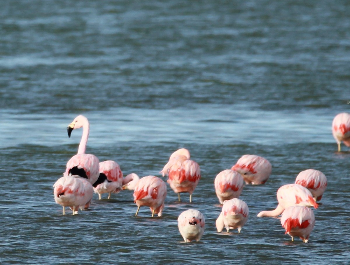 Andean Flamingo - Elisa Pieroni Javier Torres