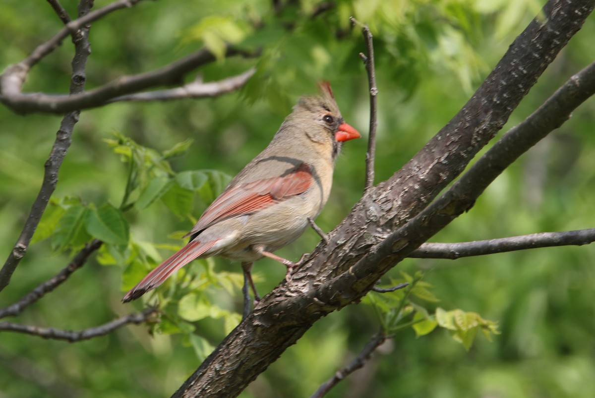 Cardinal rouge - ML578244981