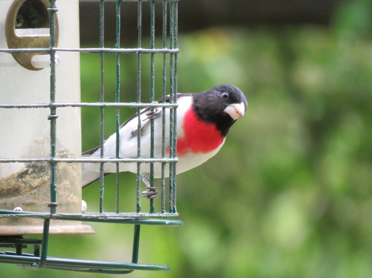 Rose-breasted Grosbeak - ML57824531