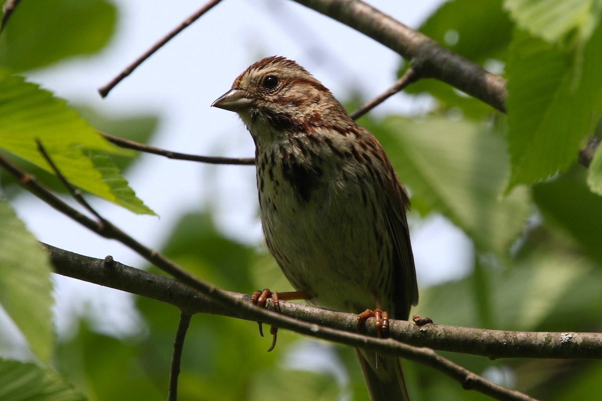 Song Sparrow - ML578245671