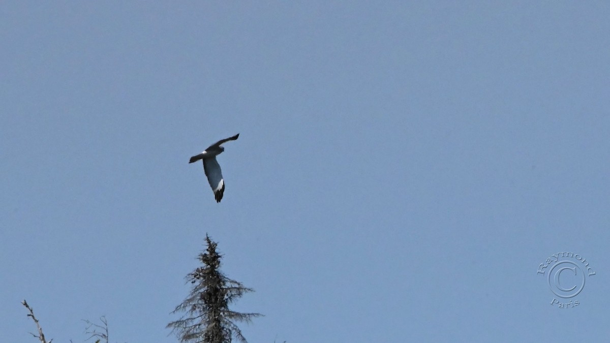 Northern Harrier - ML578245761