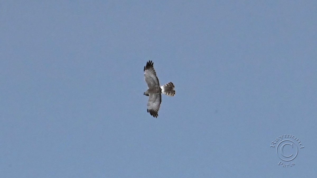 Northern Harrier - Raymond Paris