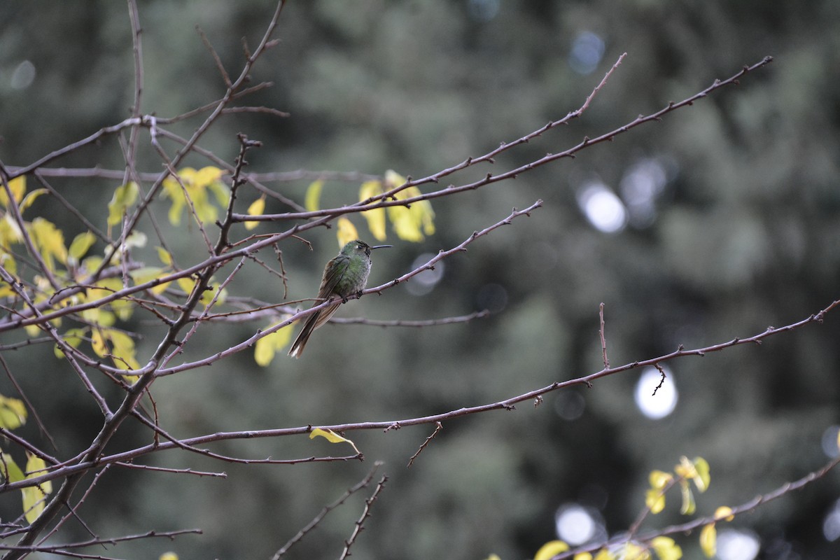 Red-tailed Comet - ML578247051