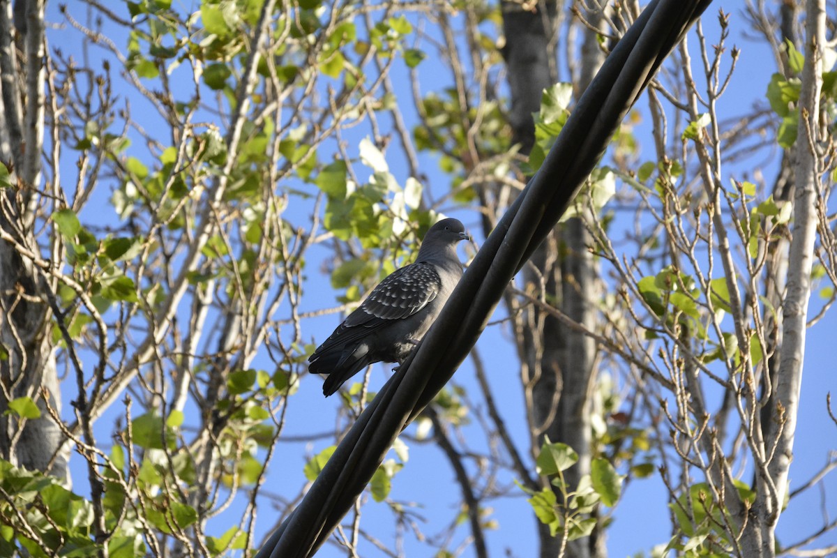 Spot-winged Pigeon - ML578247831