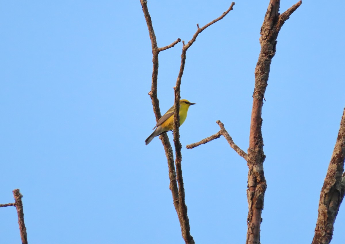 Blue-winged Warbler - Chelsea Carroll