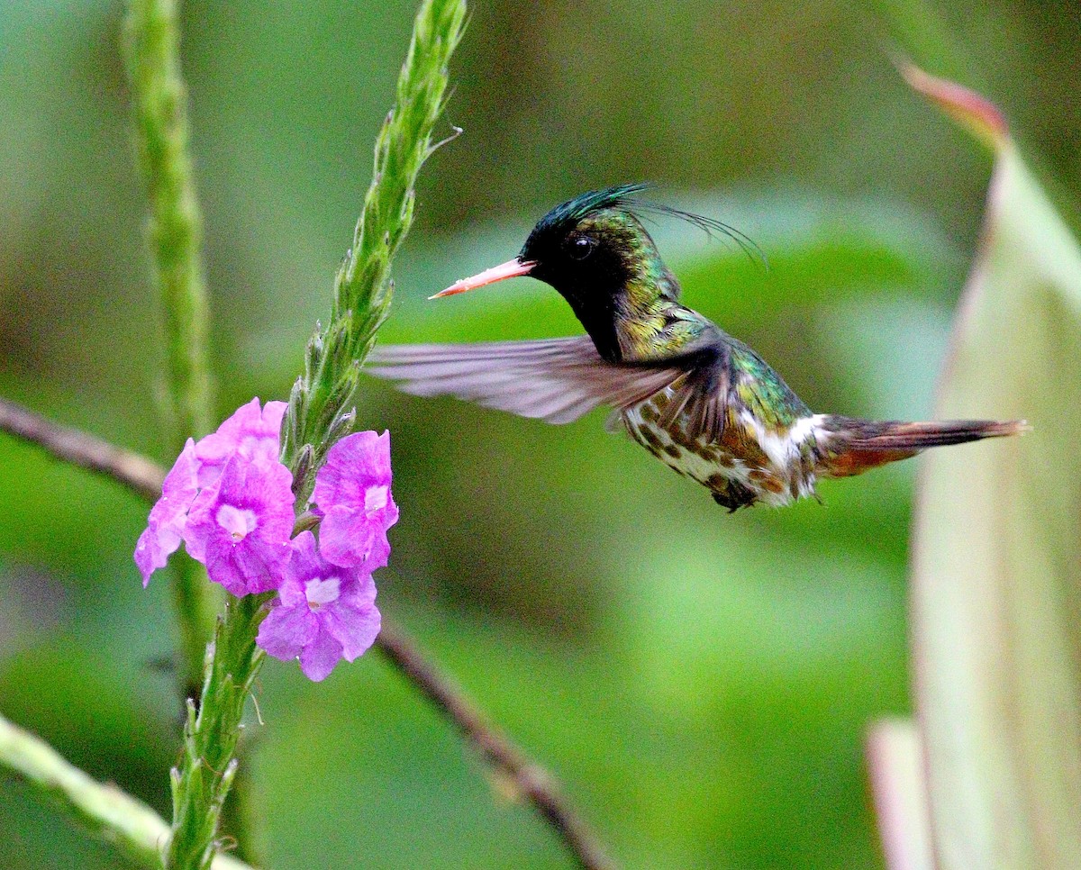 Black-crested Coquette - ML578249151