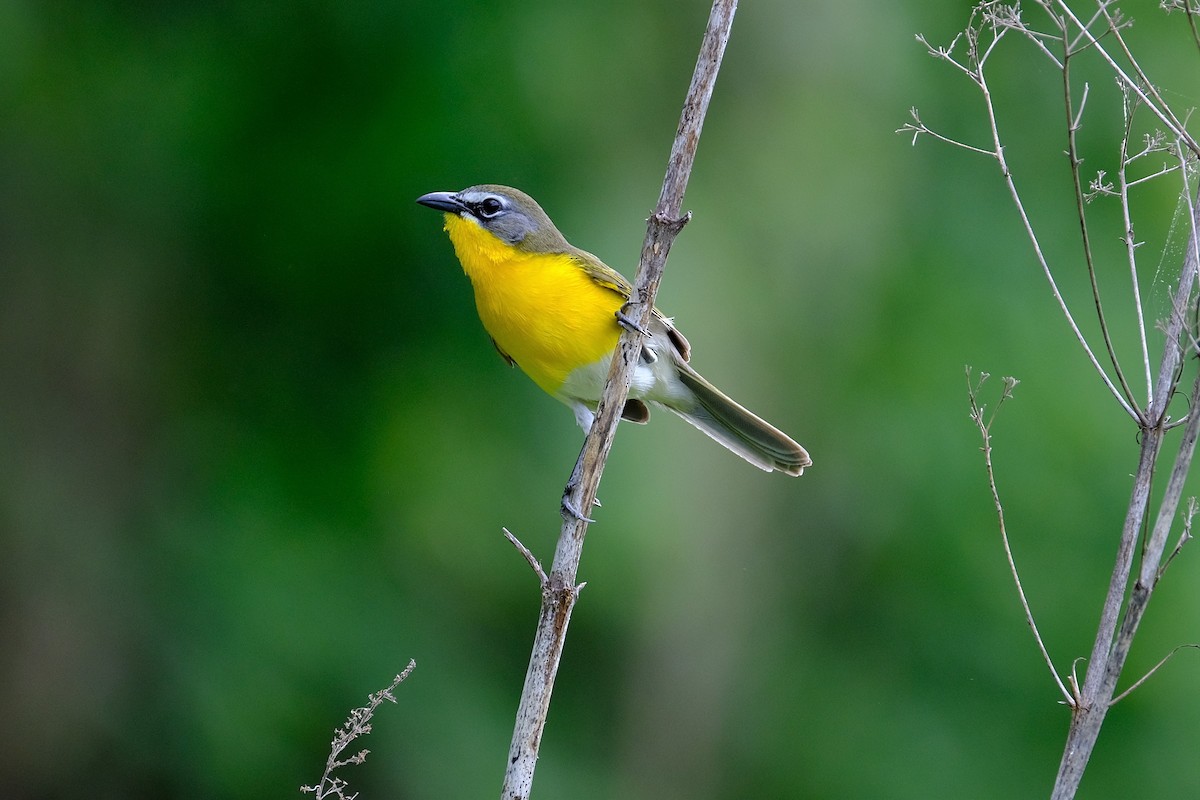 Yellow-breasted Chat - Sean Gattis