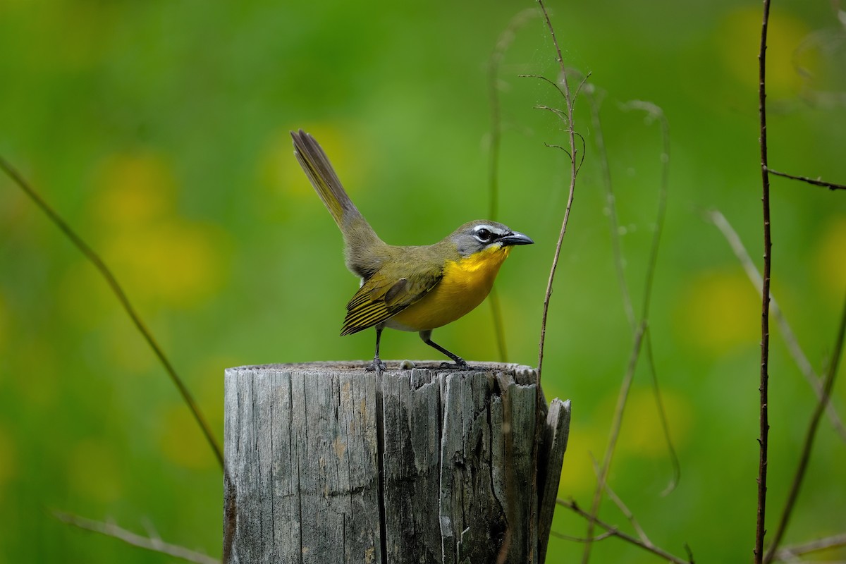 Yellow-breasted Chat - Sean Gattis