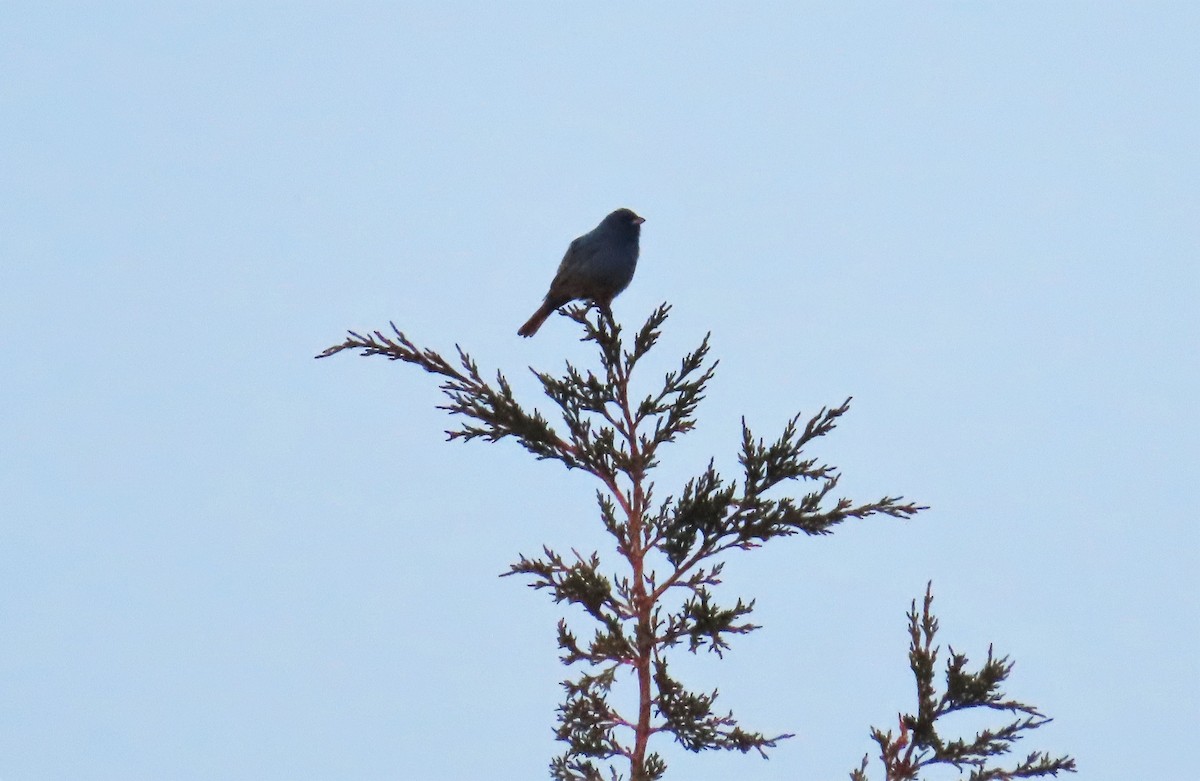 Indigo Bunting - Chelsea Carroll