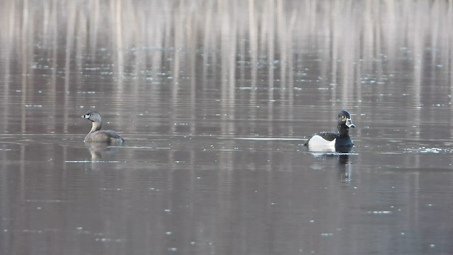 Pied-billed Grebe - ML578250881