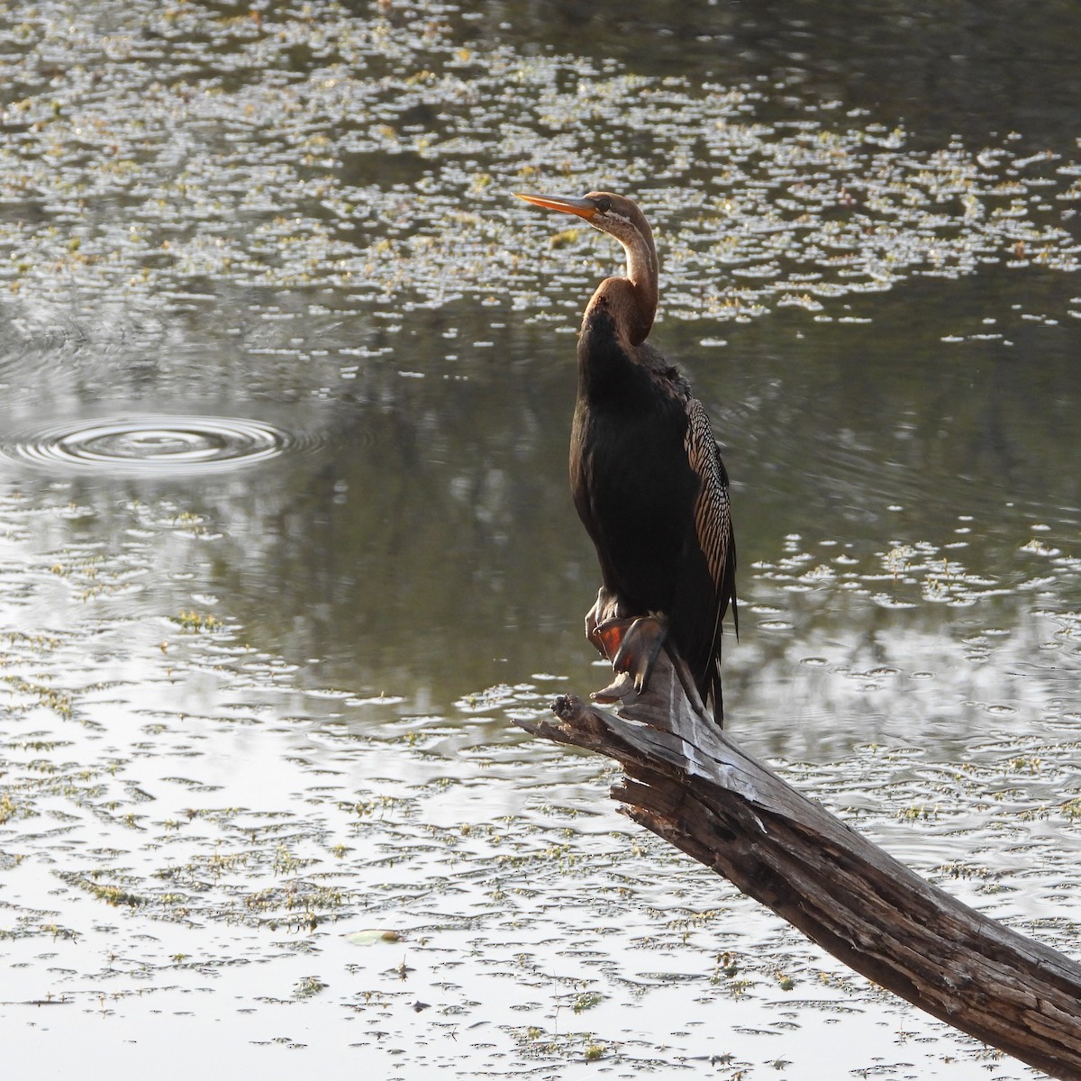 anhinga indomalajská - ML578252961