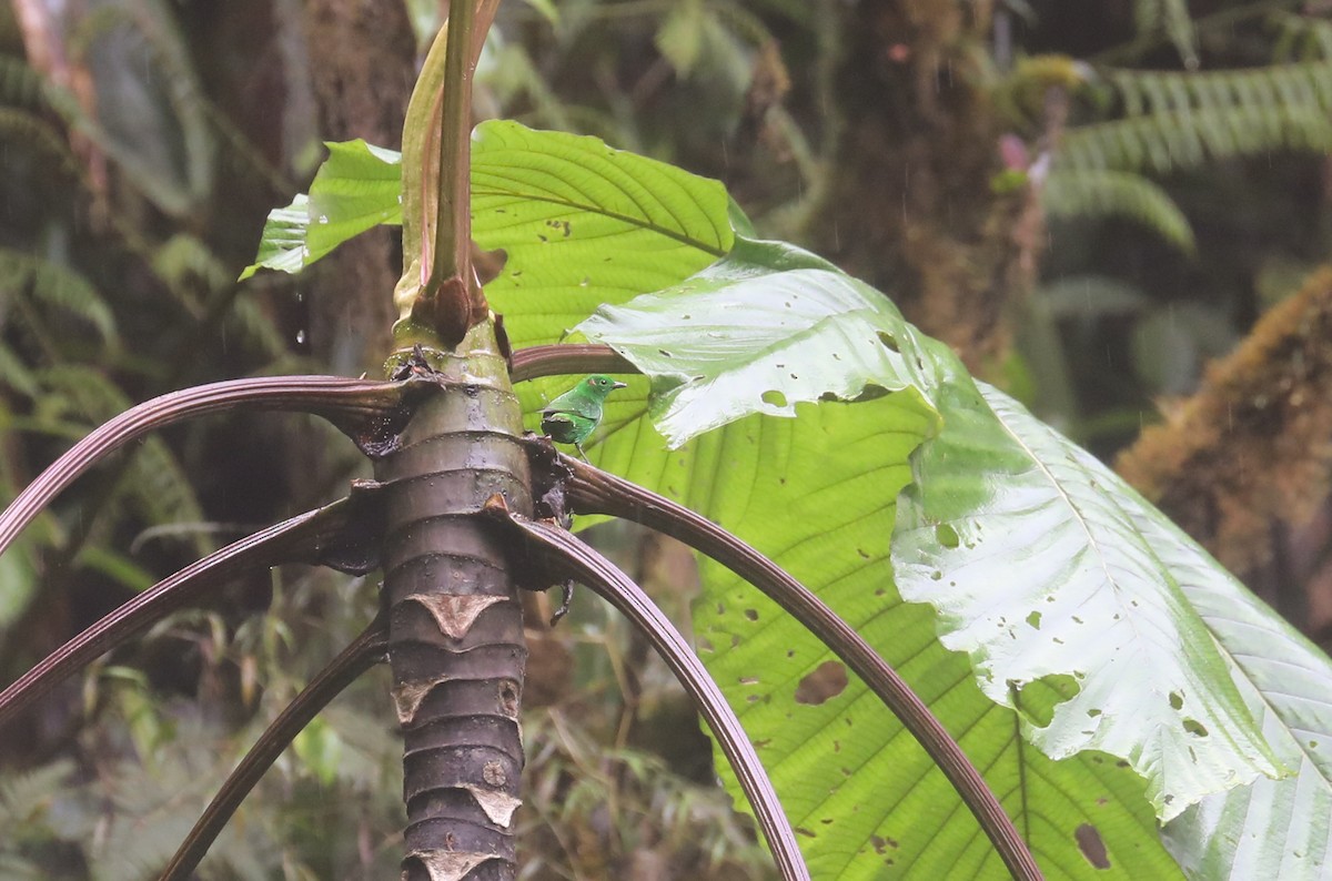 Glistening-green Tanager - ML578253311