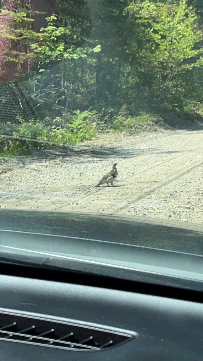 Ruffed Grouse - Jimmy  Welch