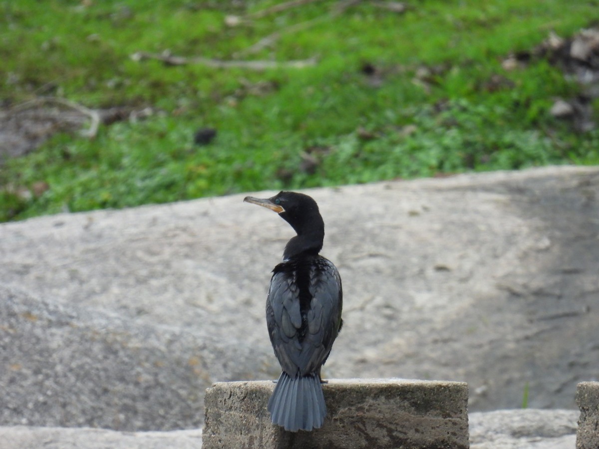 Neotropic Cormorant - ML578254021