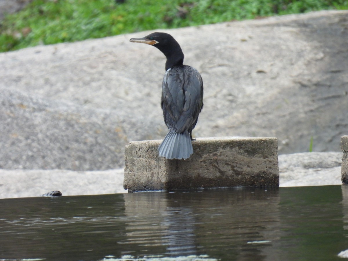 Neotropic Cormorant - ML578254041