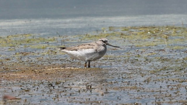 Terek Sandpiper - ML578254311