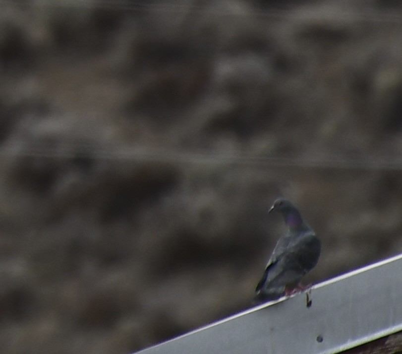 Rock Pigeon (Feral Pigeon) - ML578255741
