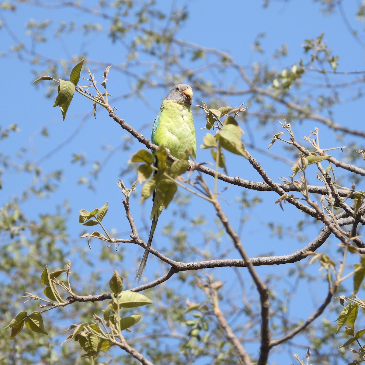 Plum-headed Parakeet - ML578256191