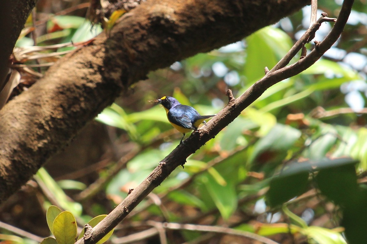 Yellow-throated Euphonia - ML578256231