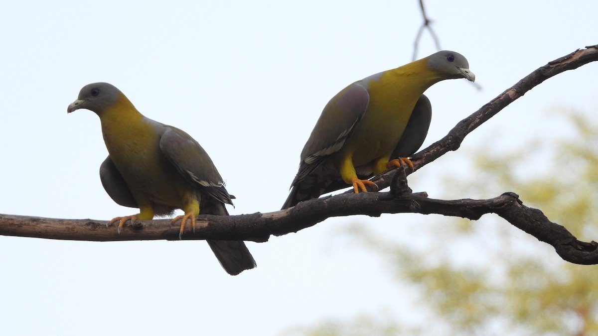 Yellow-footed Green-Pigeon - ML578256391