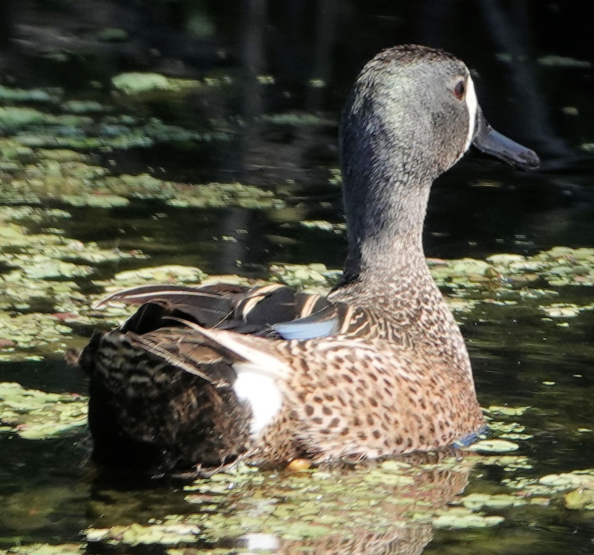 blåvingeand - ML578256581