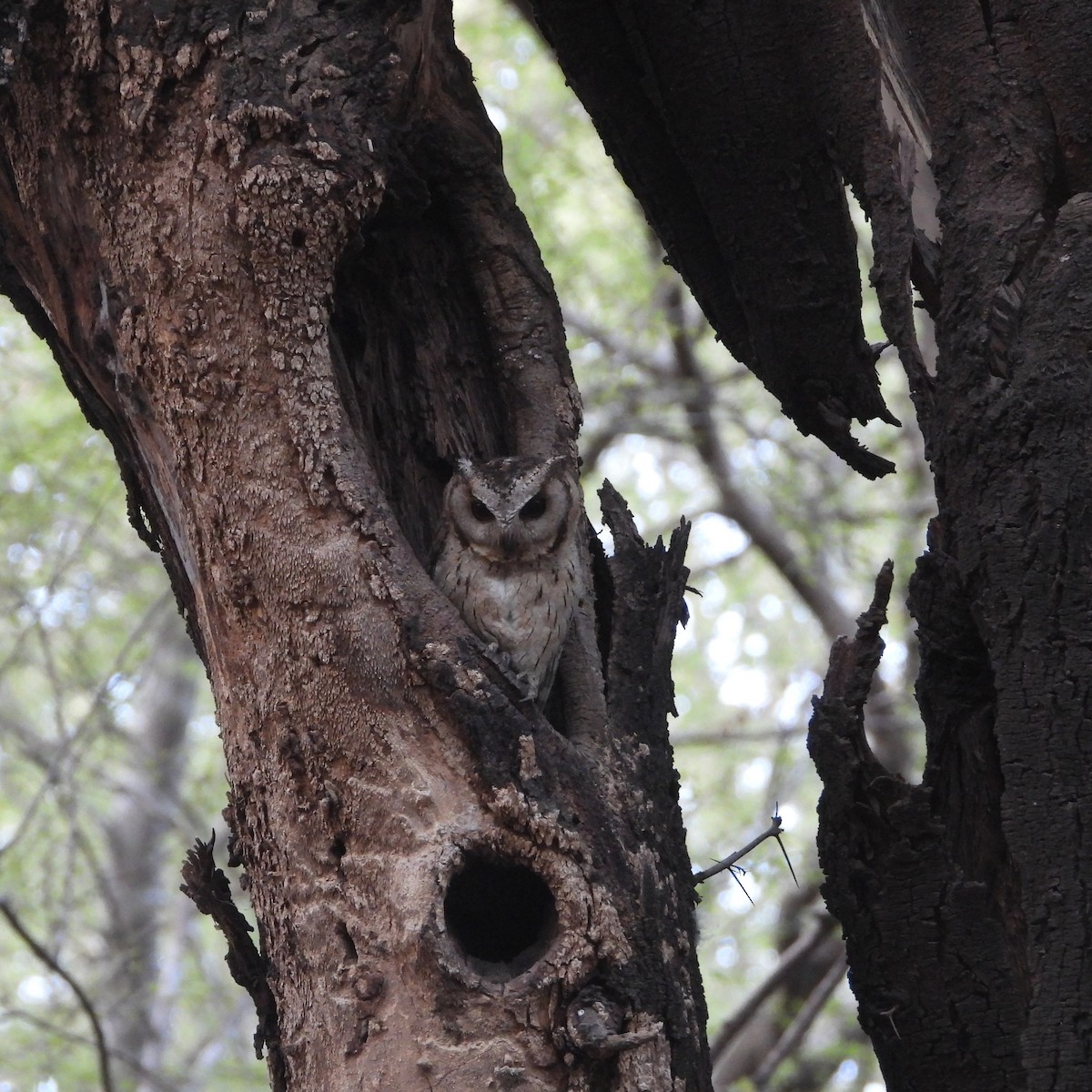 Indian Scops-Owl - ML578256711