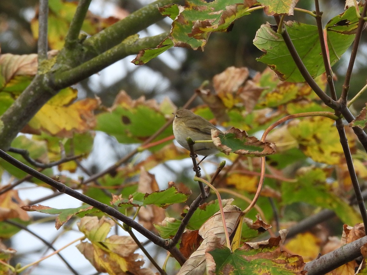 嘰喳柳鶯(tristis) - ML578257011