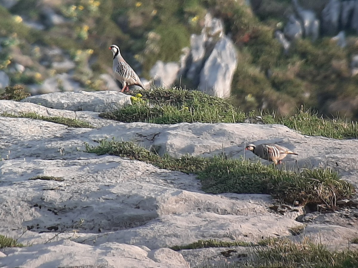 Rock Partridge - ML578257031