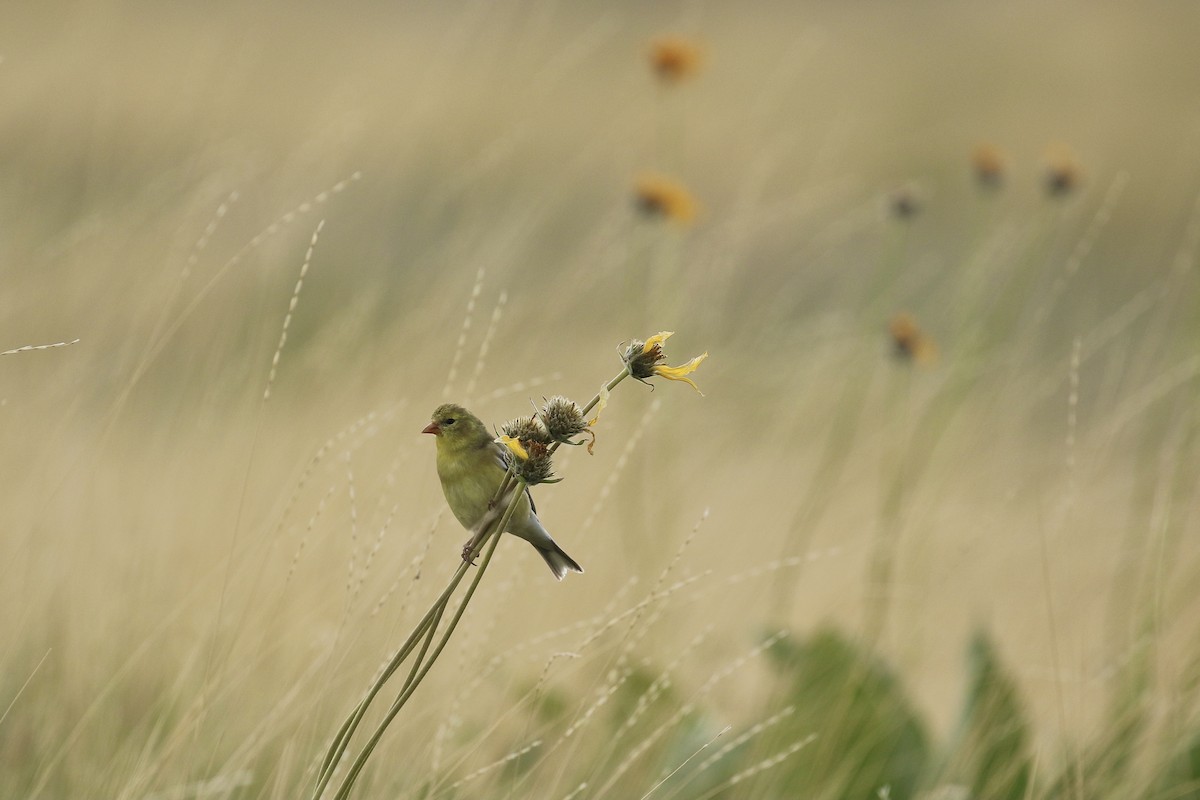 American Goldfinch - ML578257421